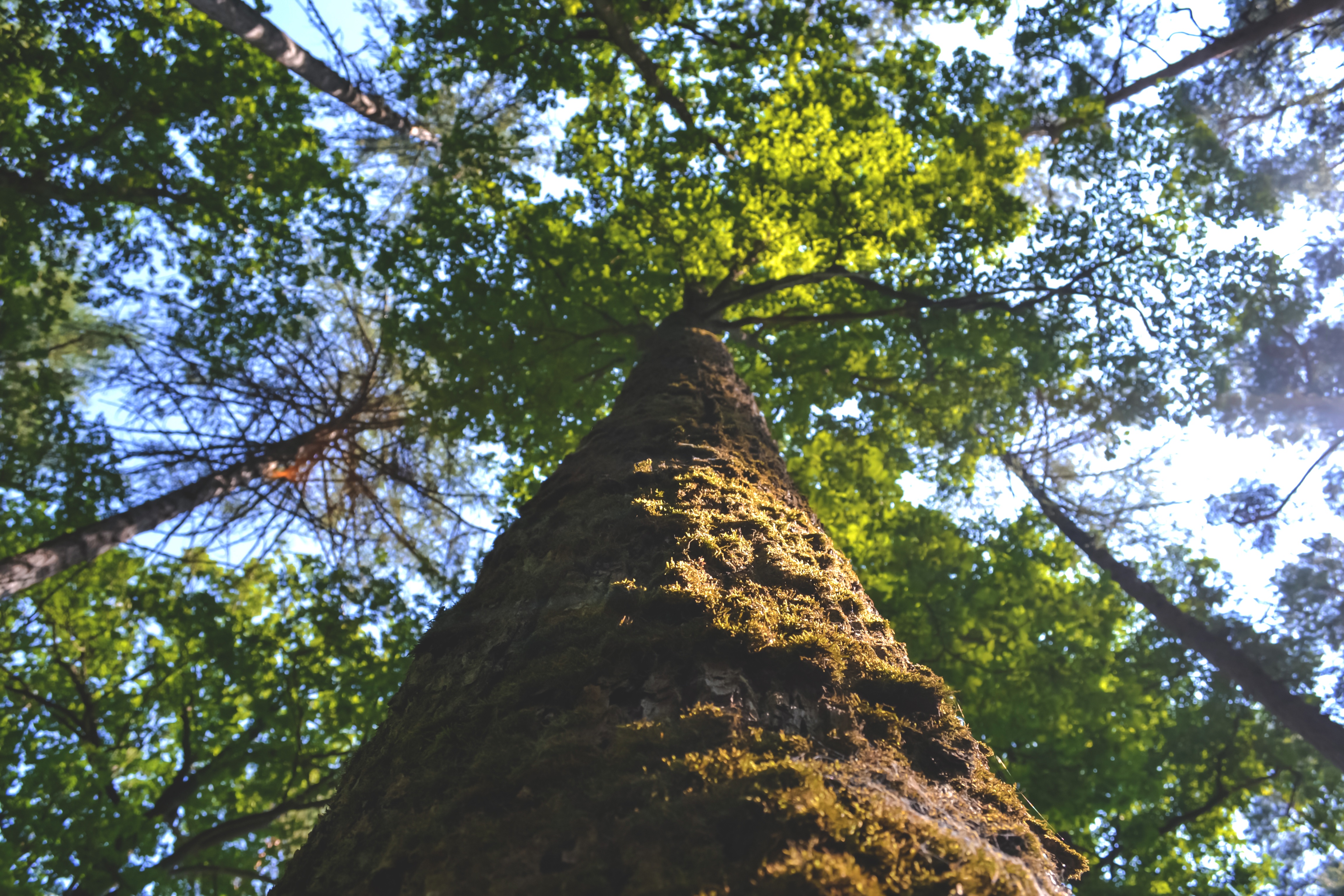 Tree Health and Condition